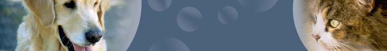 Header Graphic
